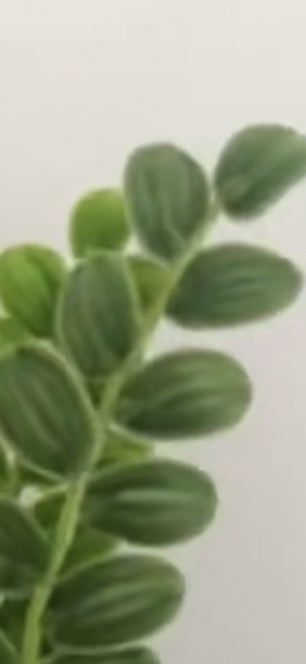 Green leaf stems